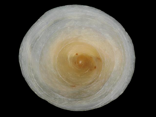 Calyptraea chinensis Chinamans Hat marine snail images