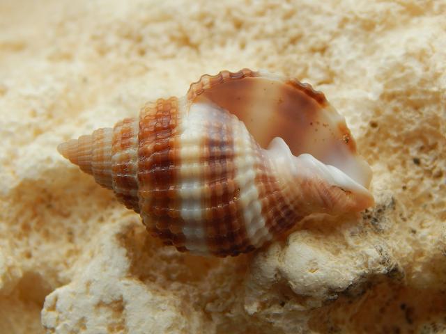 Cancellaria reticulata Common nutmeg shell marine snail images