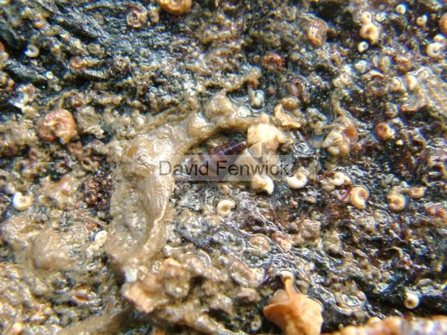 Cingula trifasciata Banded Weedsnail marine snail images