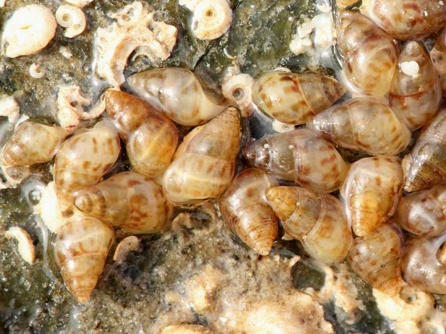 Crisilla semistriata Alvania semistriata spire shell marine snail images