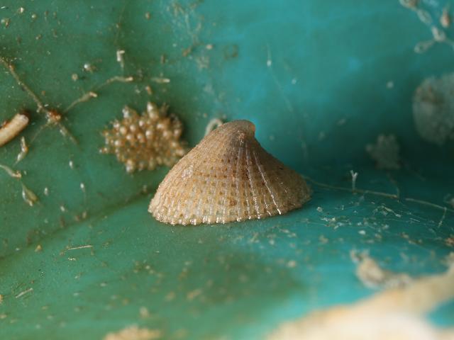 Emarginula fissura Slit limpet marine snail images