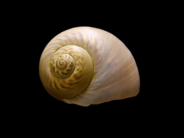 Euspira catena synonym Polinices catena Necklace shell or Moon Snail marine snail images