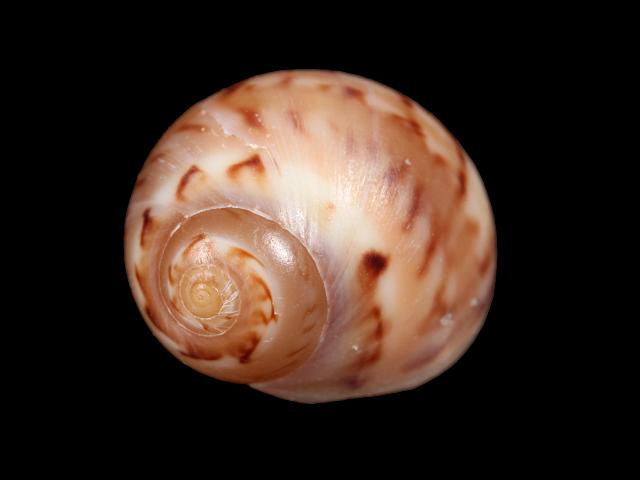 Euspira nitida pulchella synonym Polinices poliana Alders Necklace Shell marine snail images