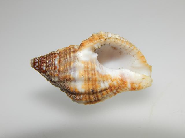 Gemophos tinctus Tinted cantharus marine snail images