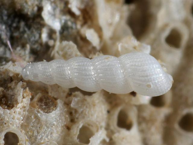 Graphis albida marine snail images