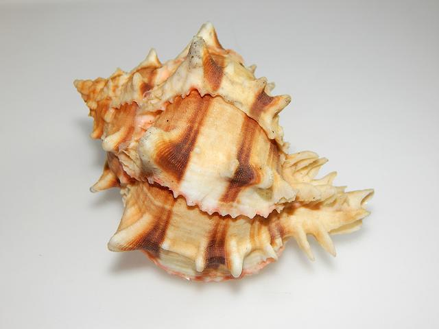 Hexaplex brassica Rose or Cabbage Murex Marine snail images
