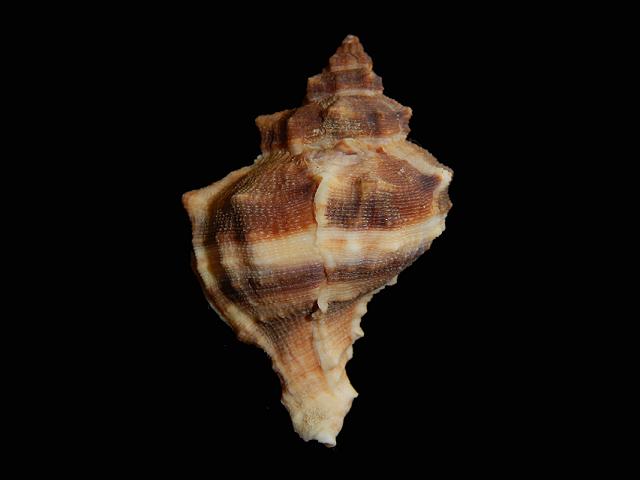 Hexaplex trunculus Banded dye murex Marine snail images