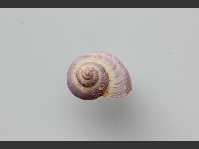 Janthina exigua Ridged violet sea snail marine snail images