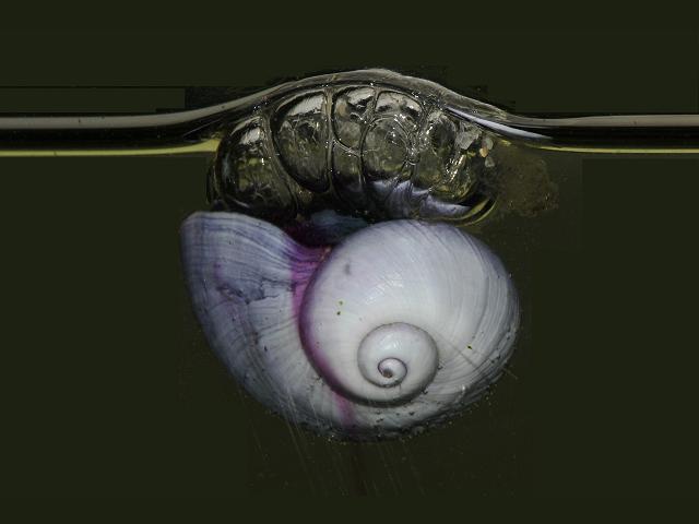 Janthina janthina Violet Snail Bubble raft shell Images