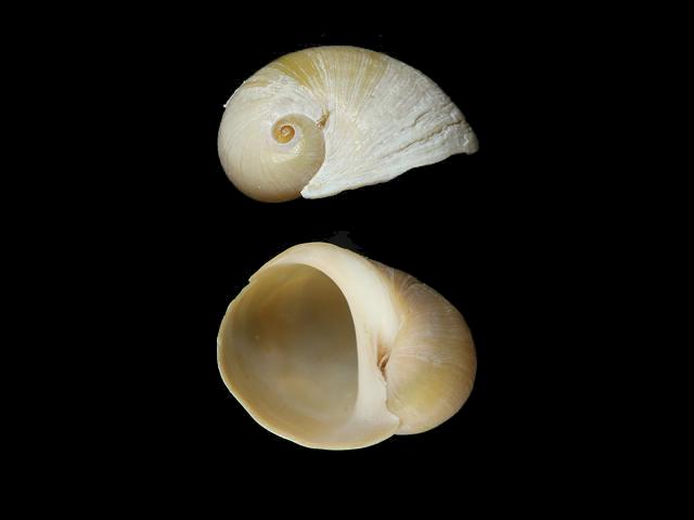 Lacuna pallidula Pale Lacuna Pallid Chink Shell marine snail images