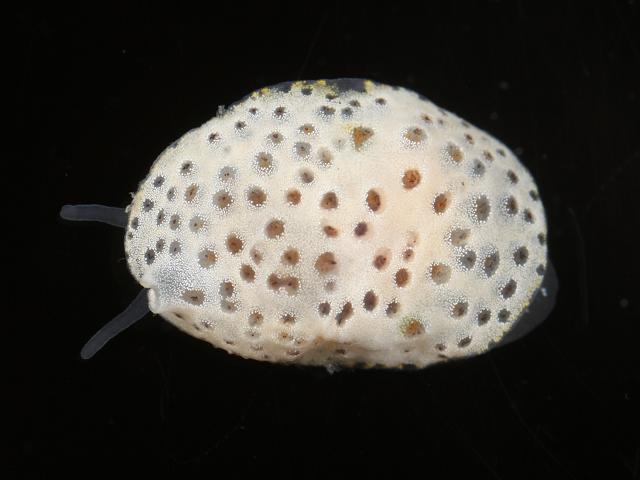 Lamellaria latens A Velutinid marine snail images