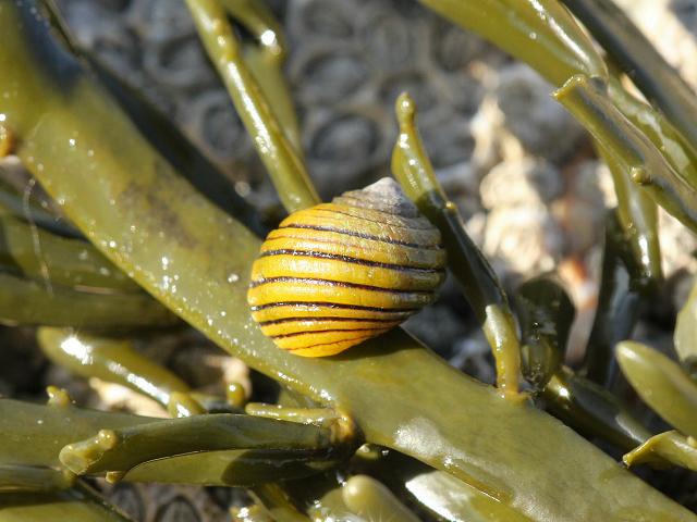 Littorina compressa syn Littorina nigrolineata Black-lined periwinkle marine snail images