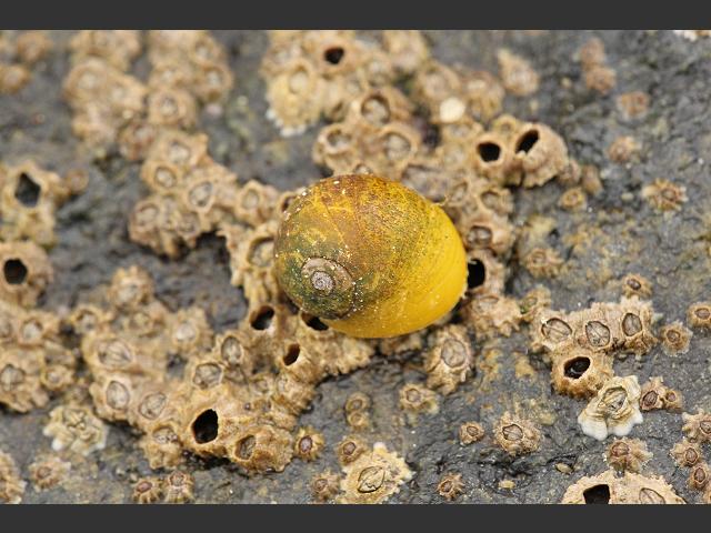 Littorina fabalis synonym Littorina mariae Flat Periwinkle marine snail images