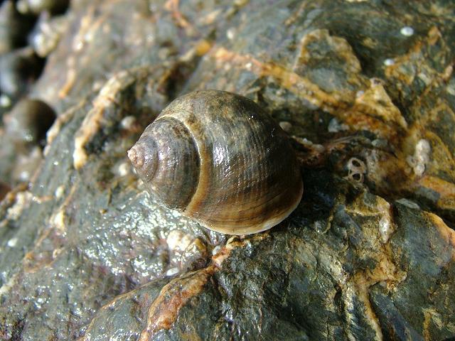 Littorina littorea Common Periwinkle or Edible Winkle marine snail images
