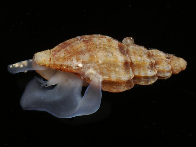 Mangelia costata marine snail images