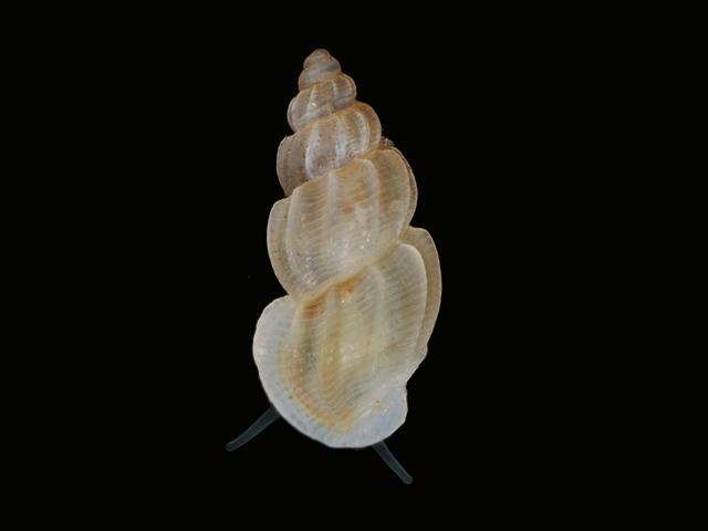 Manzonia crassa marine snail images