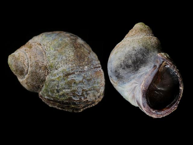 Melarhaphe neritoides Littorina Small Periwrinkle marine snail images