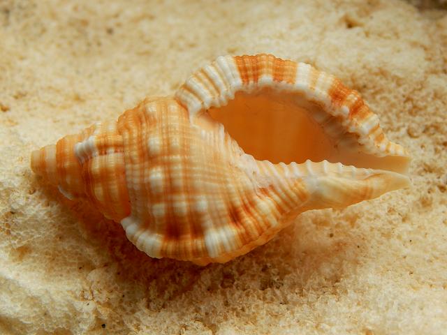 Monoplex aquatilis Aquatile hairy triton marine snail images