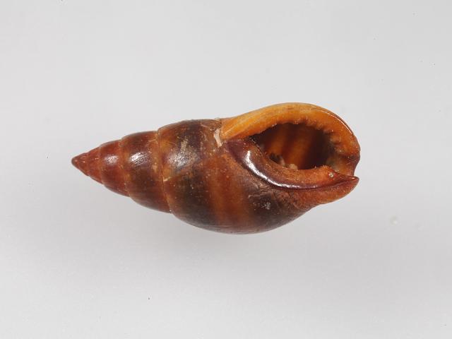Tritia corniculum syn. Nassarius corniculum Horn nassa marine snail images