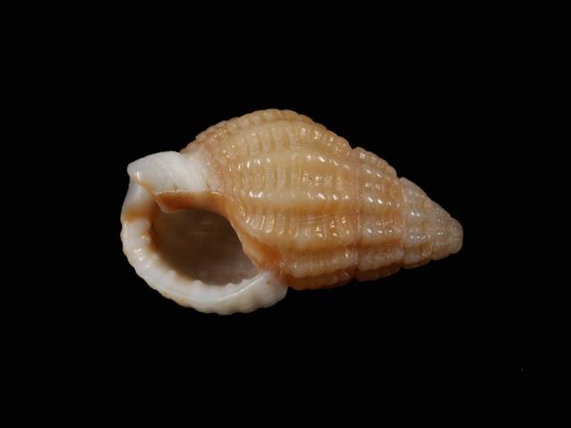 Tritia pygmaea syn. Nassarius pygmaeus Dwarf or Small dog-whelk marine snail images