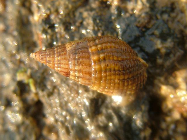 Tritia reticulata syn Nassarius reticulatus Netted Dog Whelk marine snail images