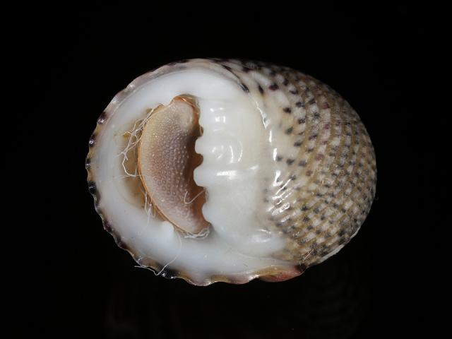 Nerita versicolor Four toothed or Variegated nerite shell marine snail images