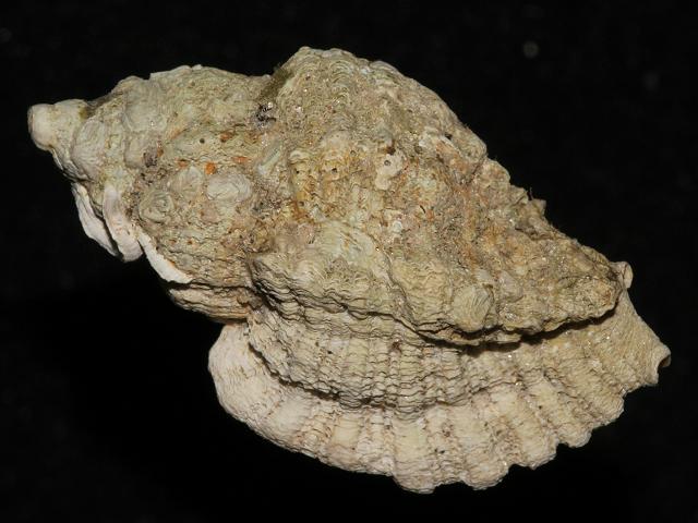 Ocenebra erinaceus Sting Winkle or Oyster Drill marine snail images