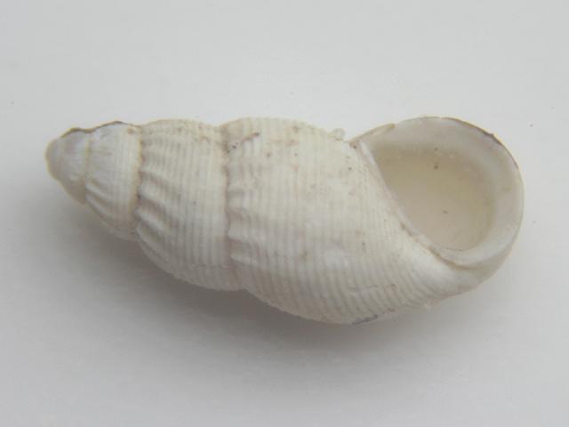 Onoba semicostata marine snail images