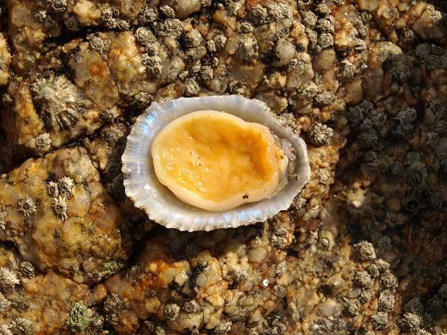 Patella ulyssiponensis China Limpet marine snail images