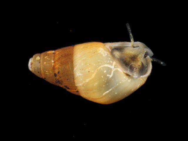 Peringia ulvae Hydrobia ulvae Spire Shell or Laver Shell or Mudsnail marine snail images