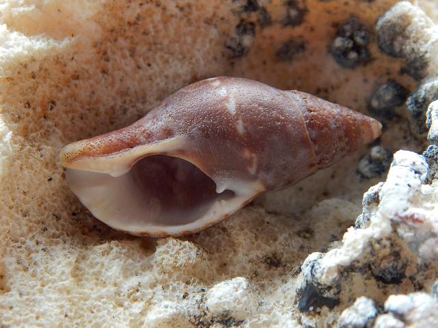 Pisania pusio Miniature trumpet triton shell marine snail images