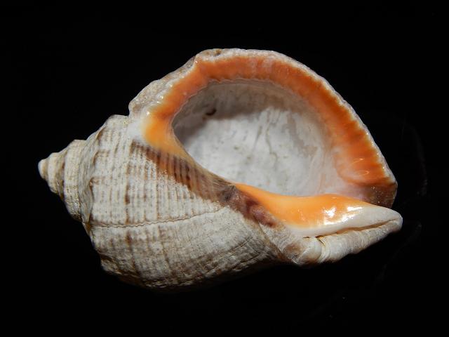 Rapana venosa Veined or Asian rapa whelk non native invasive species marine snail images