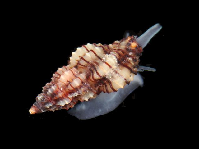 Raphitoma linearis marine snail images
