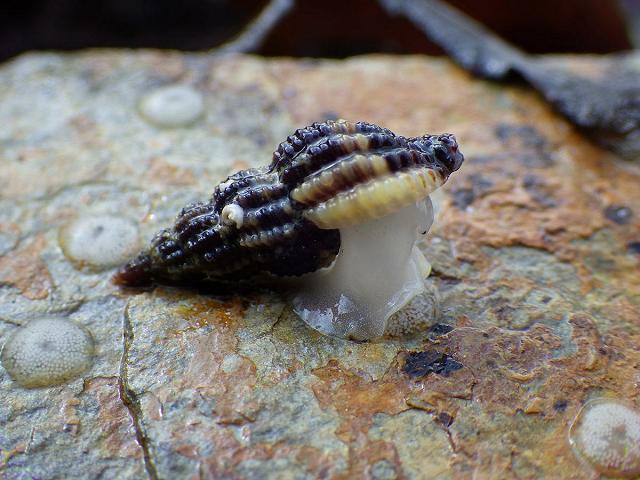 Raphitoma purpurea A Whelk marine snail images