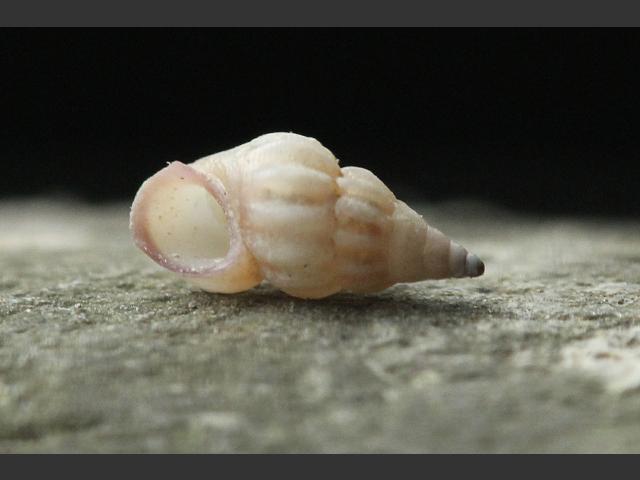 Rissoa guerinii marine snail images