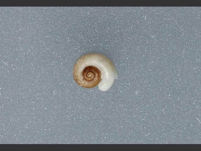 Skeneopsis planorbis Flat Skenea marine snail images