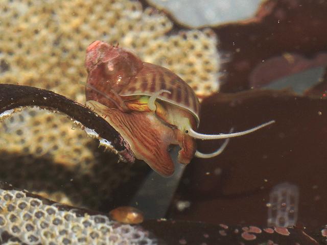 Tricolia pullus Pheasant Shell marine snail images