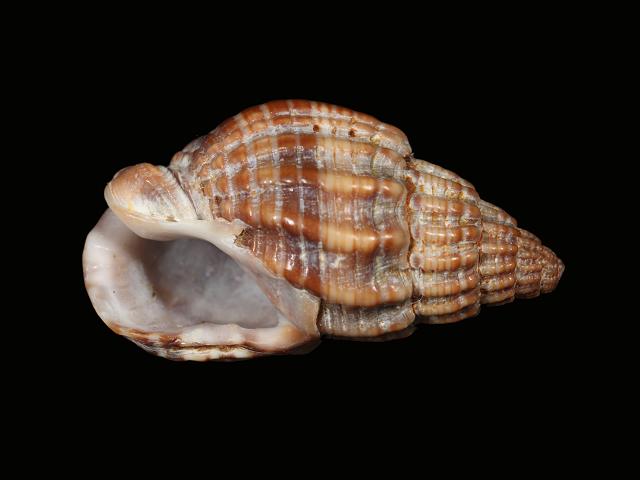 Tritia nitida Nassarius nitidus Mud snail Dog whelk marine snail images