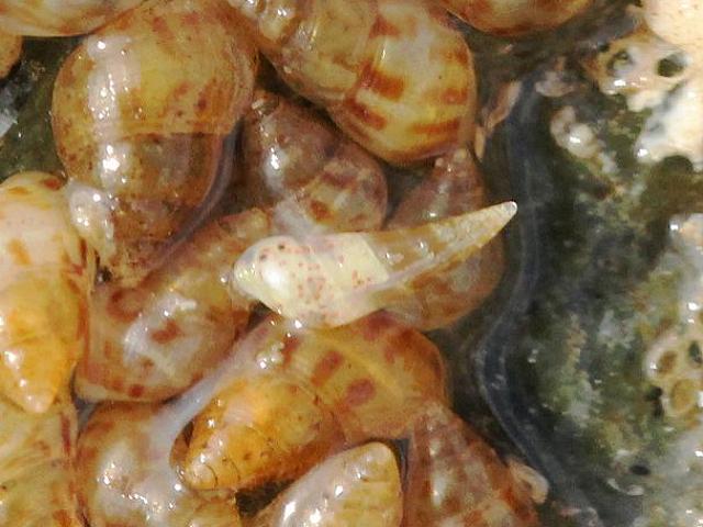 Vitreolina n. sp. Vitreolina incurva auct eulimid snail marine snail images