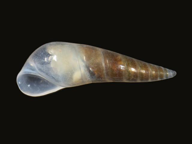 Vitreolina species philippi incurva complex eulimidae eulimid marine snail images