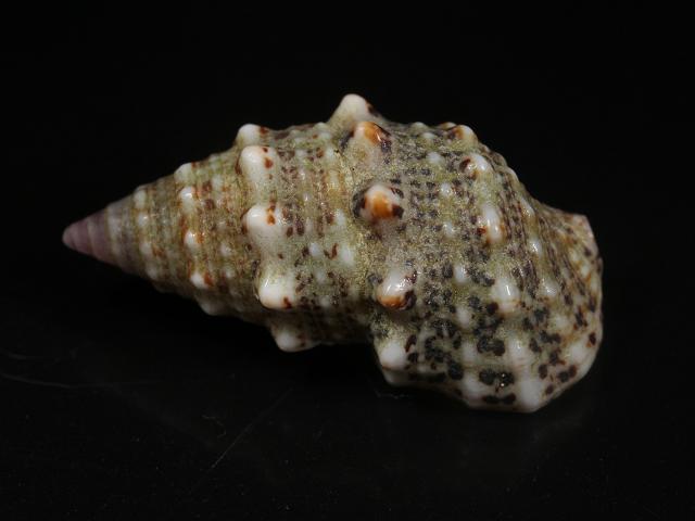 Cerithium litteratum Stocky cerith or Lettered horn shell marine snail images