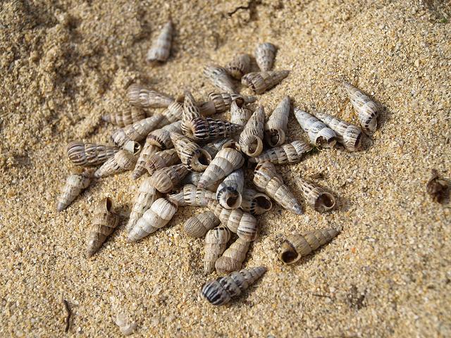 Cochlicella acuta Pointed Snail Land Snail Images