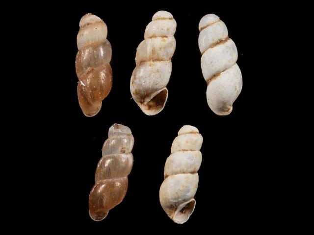 Truncatella subcylindrica Looping snail marine snail images