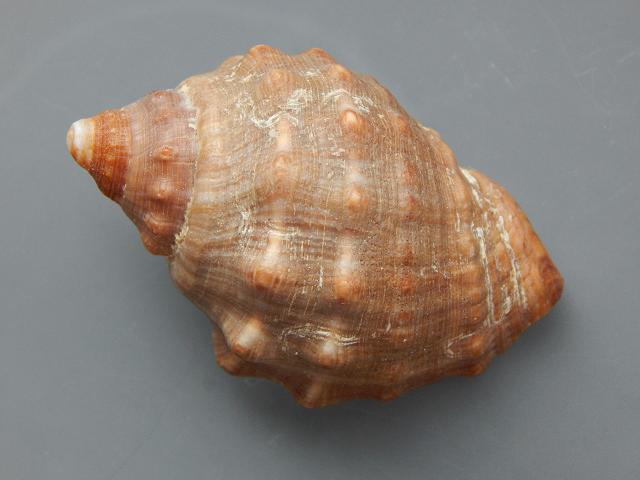Stramonita haemastoma Red mouthed rock shell marine snail images