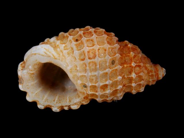 Alvania cancellata Latticed spire shell marine snail images