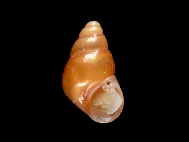 Barleeia unifasciata Red spire shell marine snail images