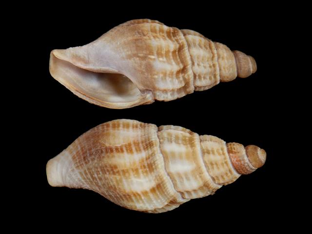 Bela nebula marine snail images