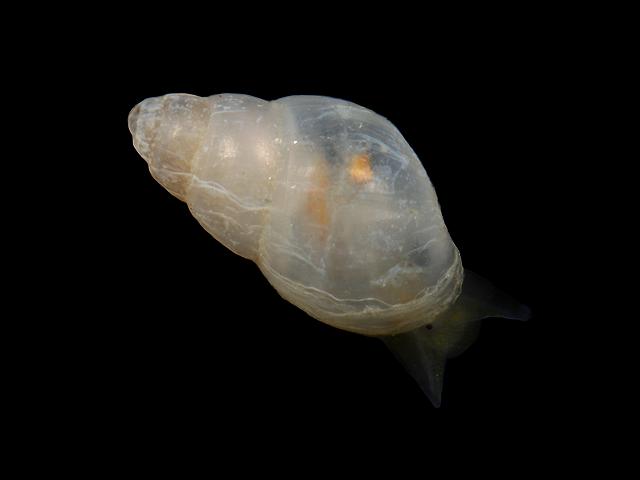 Brachystomia scalaris Odostomia Mussel pyramid shell marine snail images