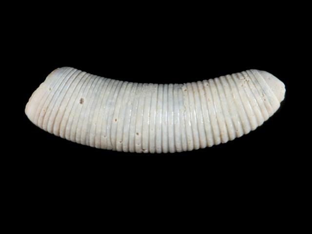 Caecum trachea Montagus blind shell marine snail images