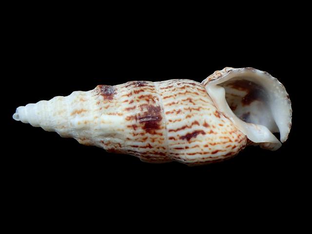 Cerithium vulgatum Common or Atlantic Cerith UK HORIZON species marine snail images